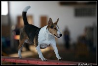 /album/agility-sanca/agi-hors-tyn1-295-jpg1/