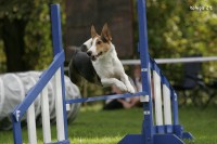 /album/agility-sanca/decin096-jpg1/