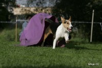 /album/agility-sanca/decin217-jpg1/