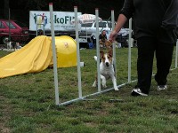 /album/agility-sanca/pict0002k-jpg1/