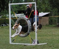 /album/agility-sanca/pict0013k-jpg1/