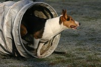 /album/agility-sanca/img-5707-jpg/
