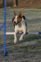 /album/agility-sanca/img-5708-jpg/