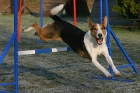 /album/agility-sanca/img-5710-jpg/