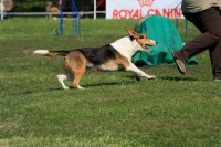 /album/agility-sanca/a090425cc145-jpg/