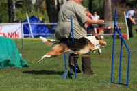/album/agility-sanca/a090425cc147-jpg/